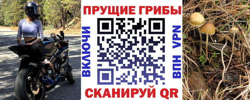 Купить  Камышин  Псилоцибиновые грибы Psilocybine cubensis 